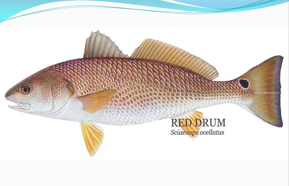 紅魚(yú),紅魚(yú)怎么做好吃又簡(jiǎn)單