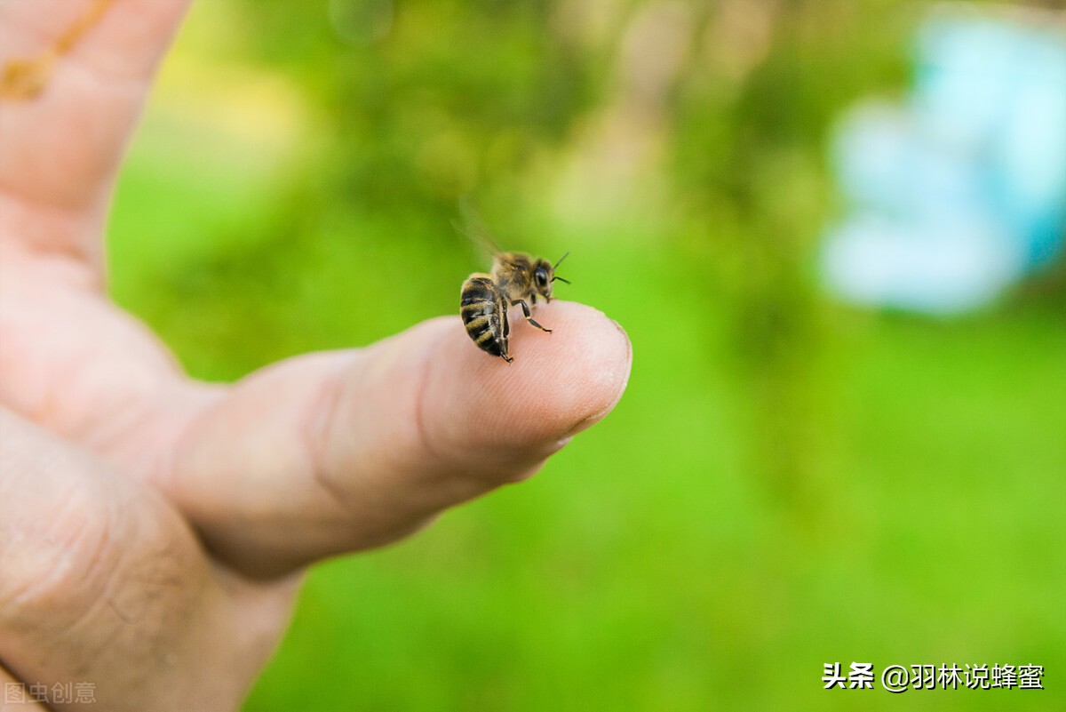 蜜蜂蜇伤危险吗？被蜜蜂蜇伤后对身体有影响吗？快来了解下吧