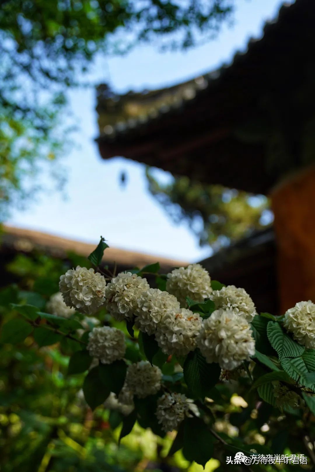 天台国清寺｜一念三千，风约孤萤落砌间