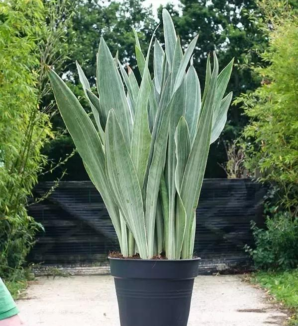 原来虎皮兰如此美,清新可爱不输多肉