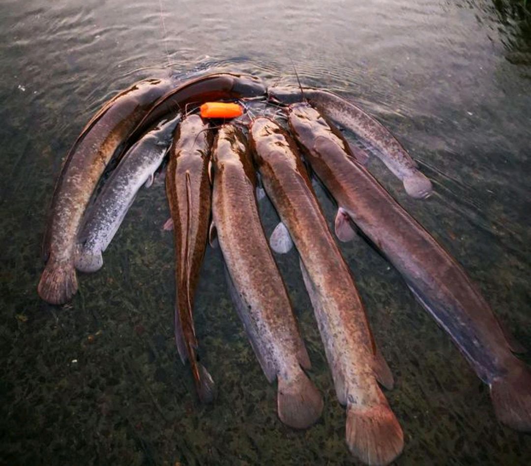 鬍子鯰魚圖片(入侵我國最成功的魚) - 赤虎壹號