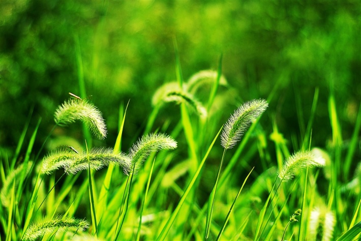 狗尾巴草（外四首）