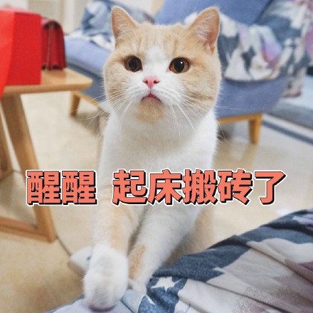 猫咪表情包：你不对劲，小老弟