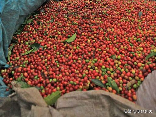 咖啡的全球之旅，关于咖啡，你所不知道的一些事