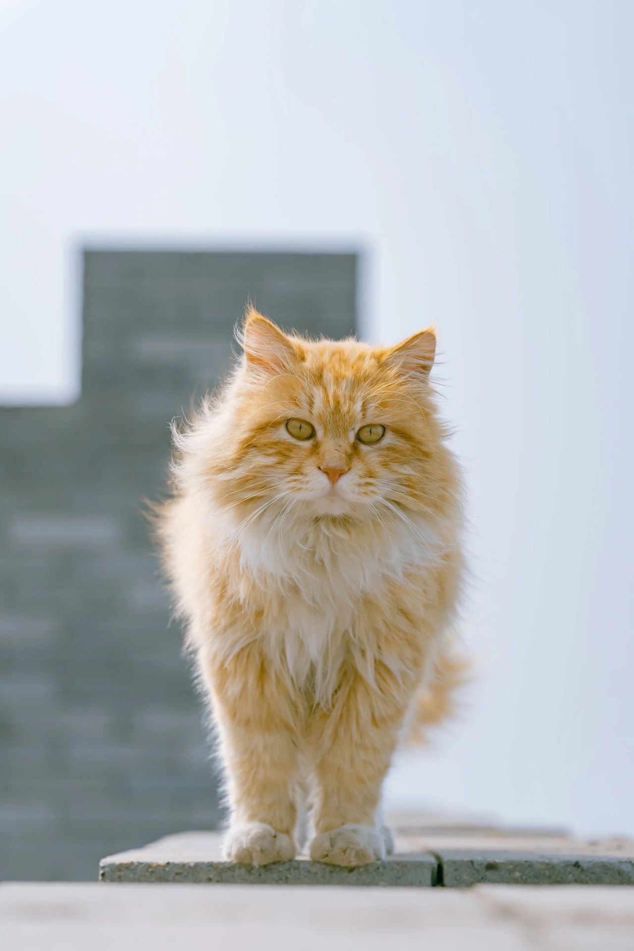 大橘猫陈建斌图片