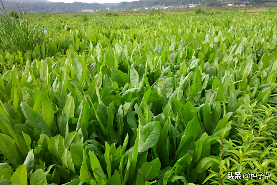 什么牧草一年四季不會枯死？它畝產(chǎn)鮮草30-40噸，種一次能用20年