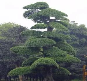 茶花树为什么不能种家门口(一个保姆的日常——别墅庭院(37))