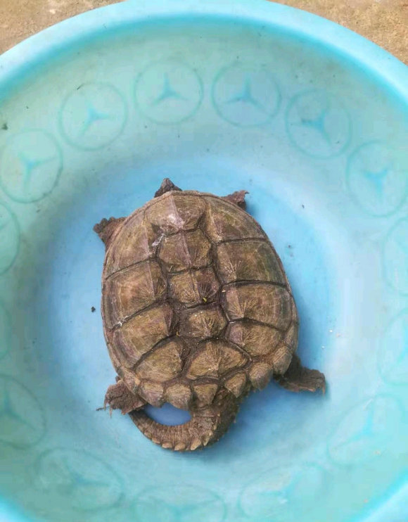 江苏钓鱼人河边发现大龟,追出十几米将其掀翻,网友:吃了它