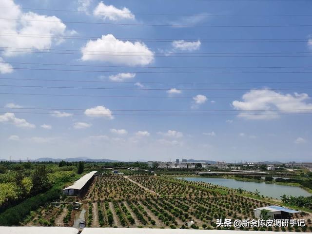 新会陈皮“核心产区”被征地：“一线产区”在消逝，陈皮要涨价？