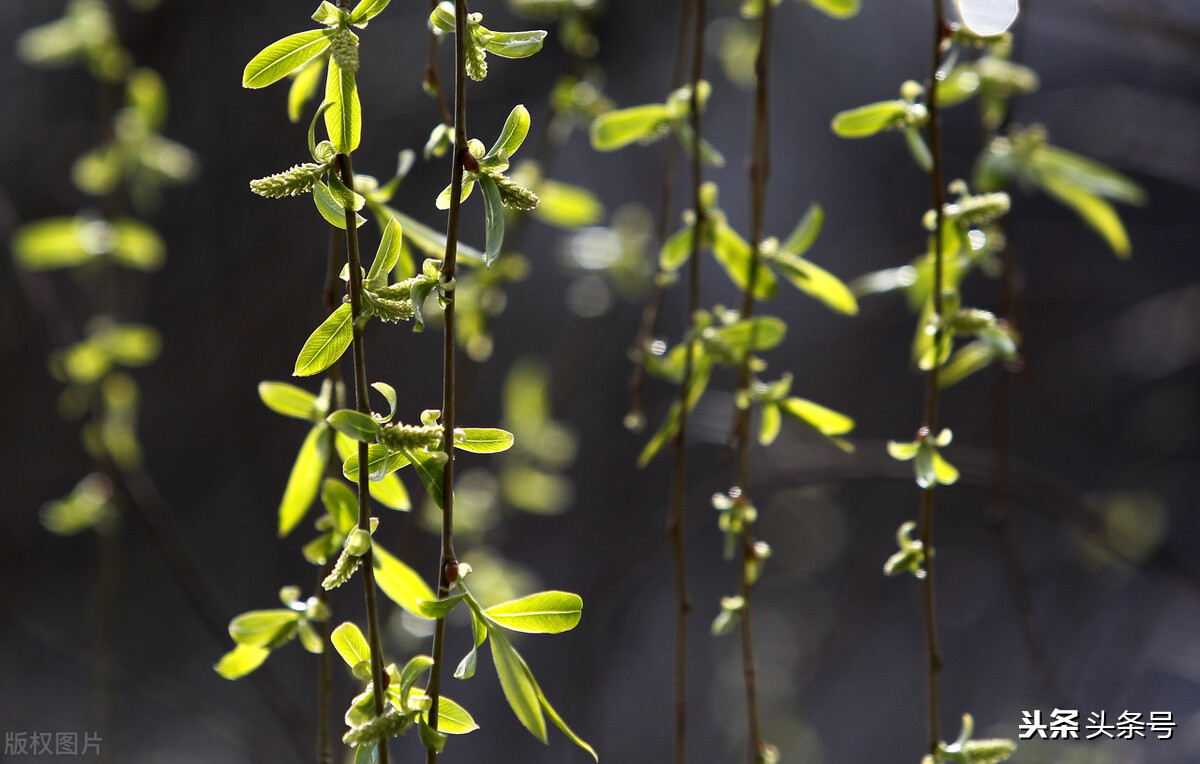 史上最全组合飞花令：季节＋天气（一）春＋天气