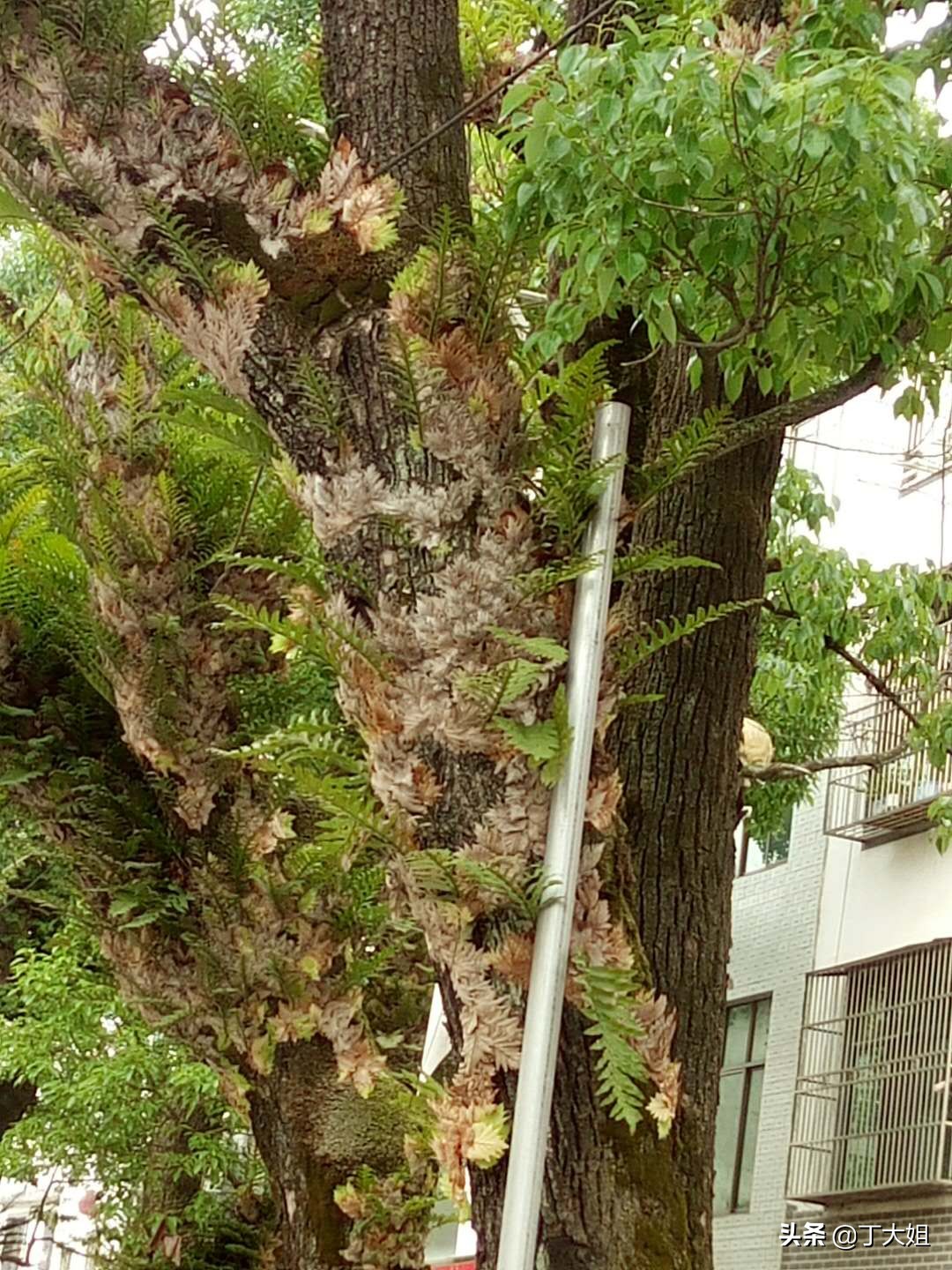 樟姜的功效与作用-我的快乐小窝