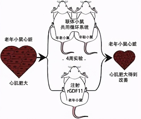 男性离怀孕不远了？中国科学家成功让公鼠怀孕，产下10只健康幼崽