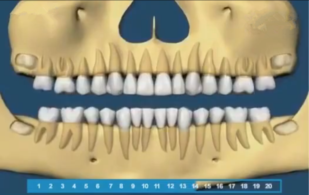 组图带你了解宝宝的牙齿生长顺序，一目了然，爸妈再也不用纠结了