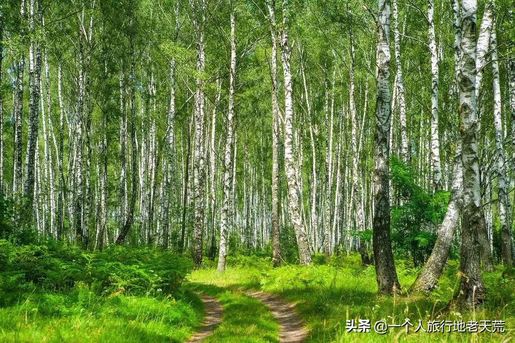此生必去的几条自驾线，去过15条才算老司机！你去过几条