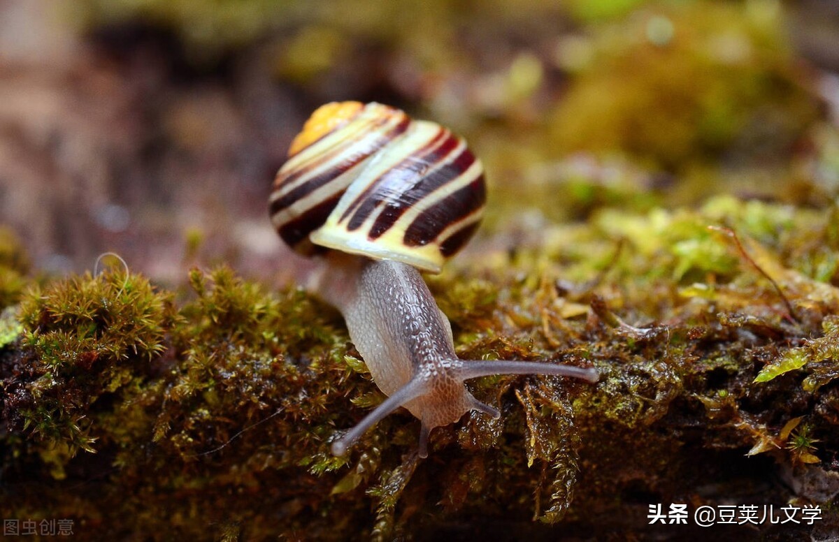 散文：我像只蜗牛一样走在路上