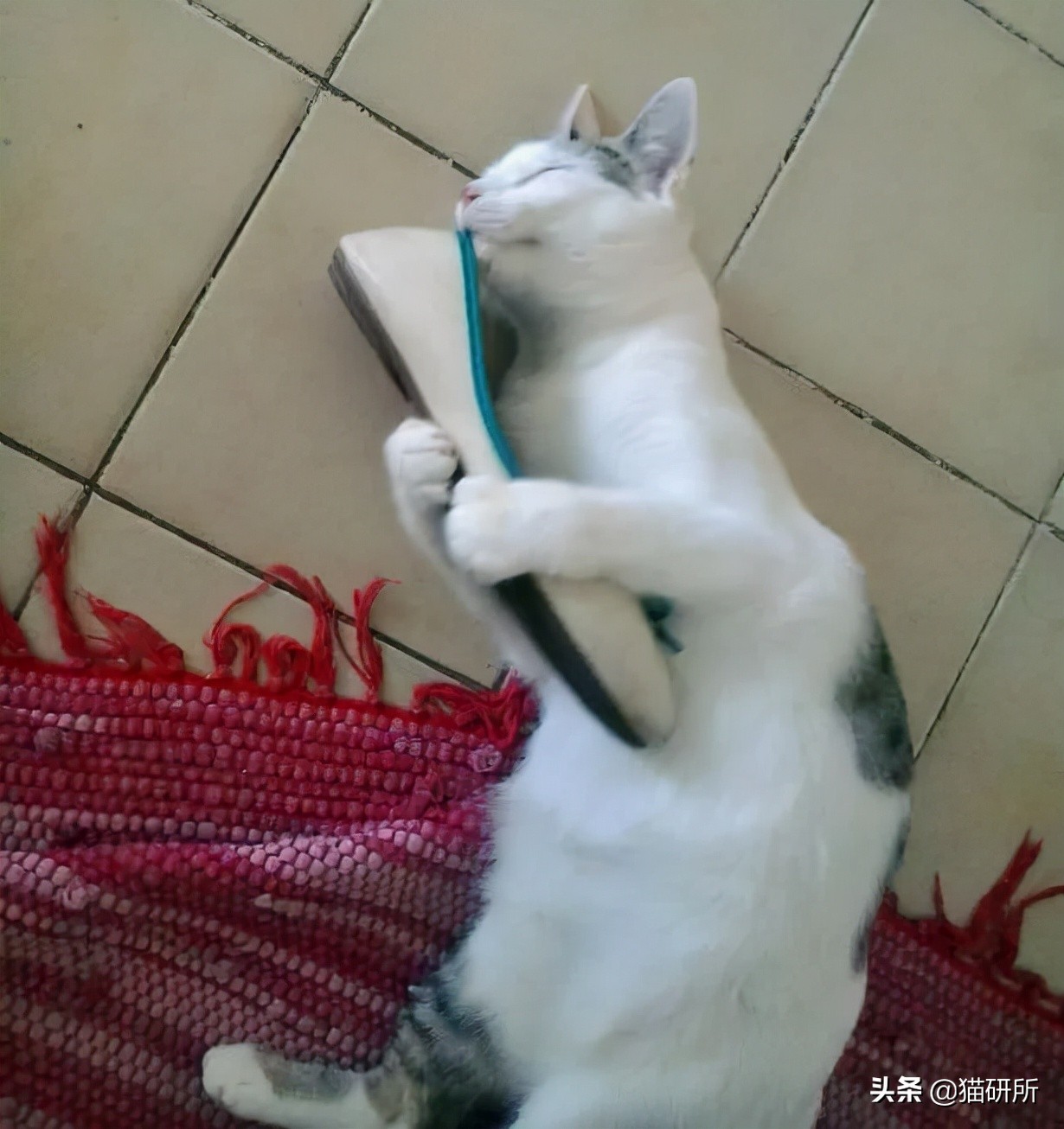 猫咪为啥沉迷吸鞋？这样会传染脚气吗？