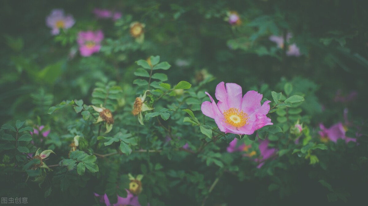 写作素材：描写花草的精彩段落，孩子写物描景作文不用愁啦