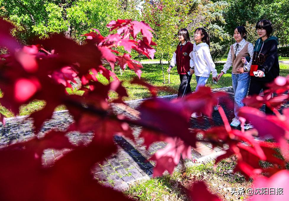 沈阳之秋：一年好景君须记，最是橙黄桔绿时