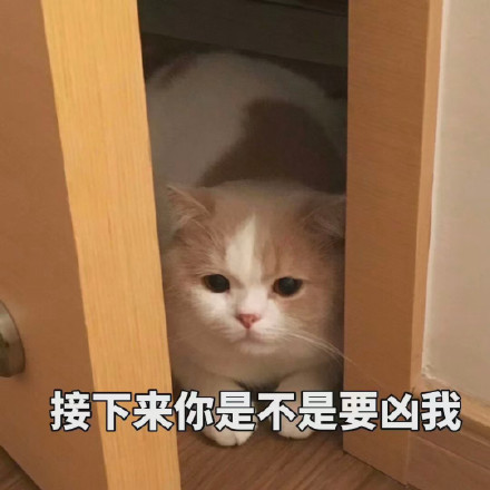 猫咪表情包：可以但没必要，有必要但不可以