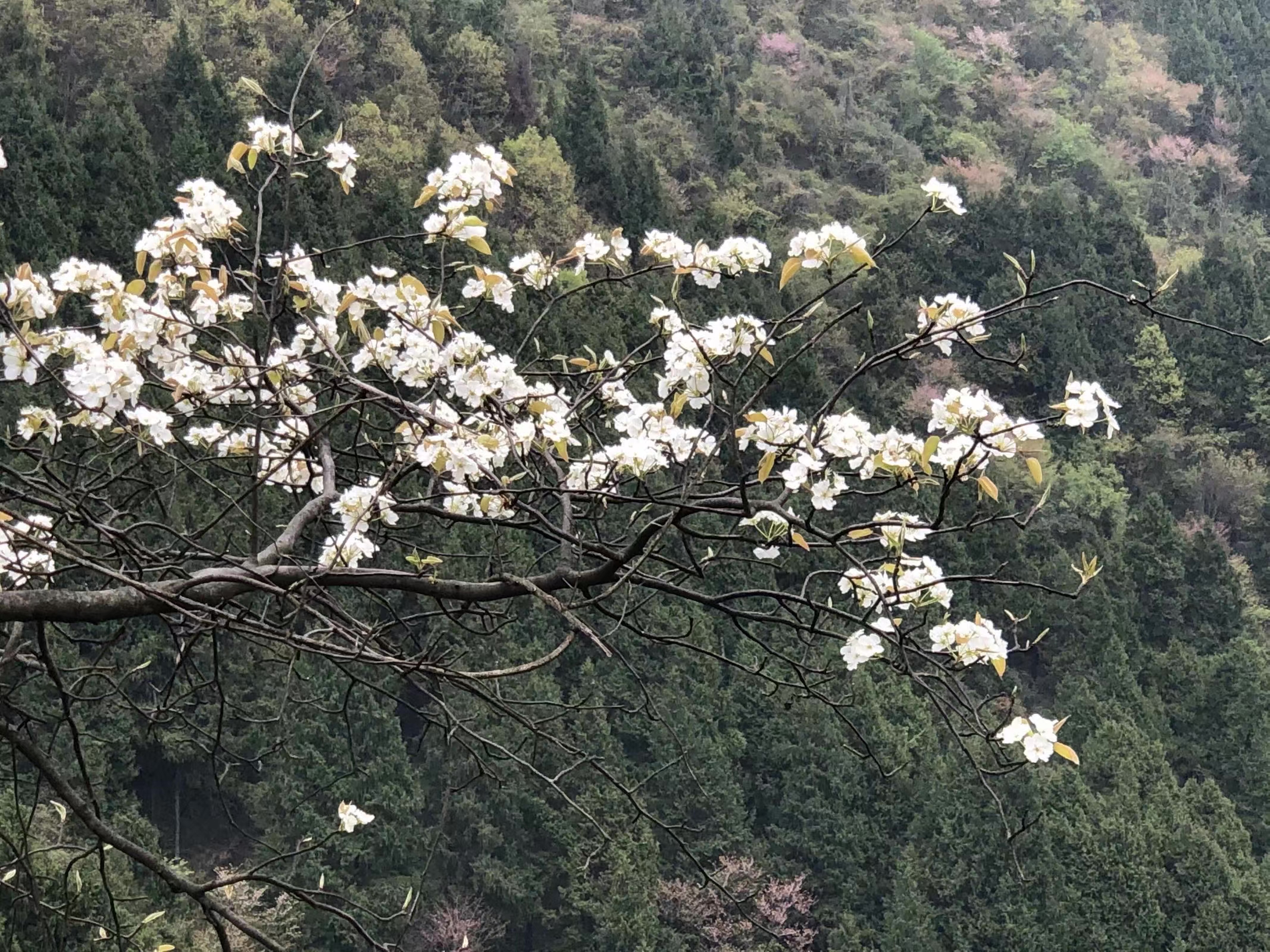 熊朝勇：画意东梨村｜散文