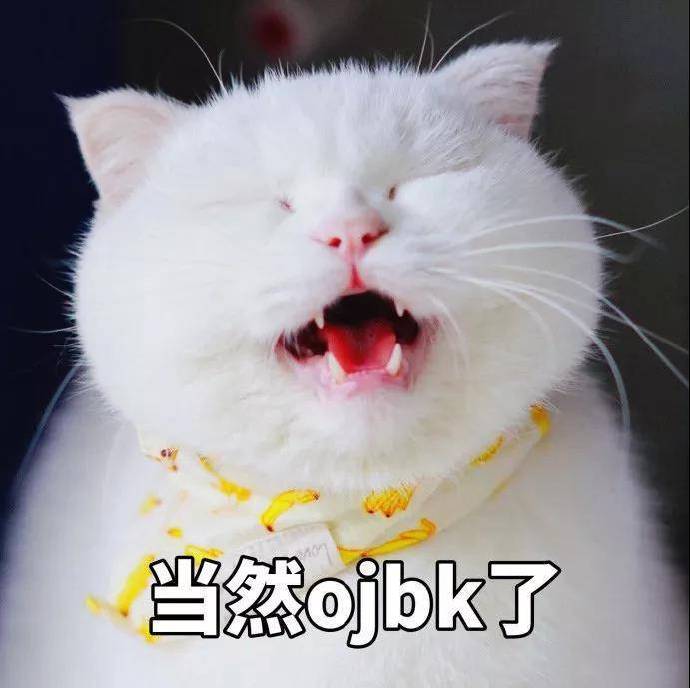 猫咪表情包OK系列：我觉得OK