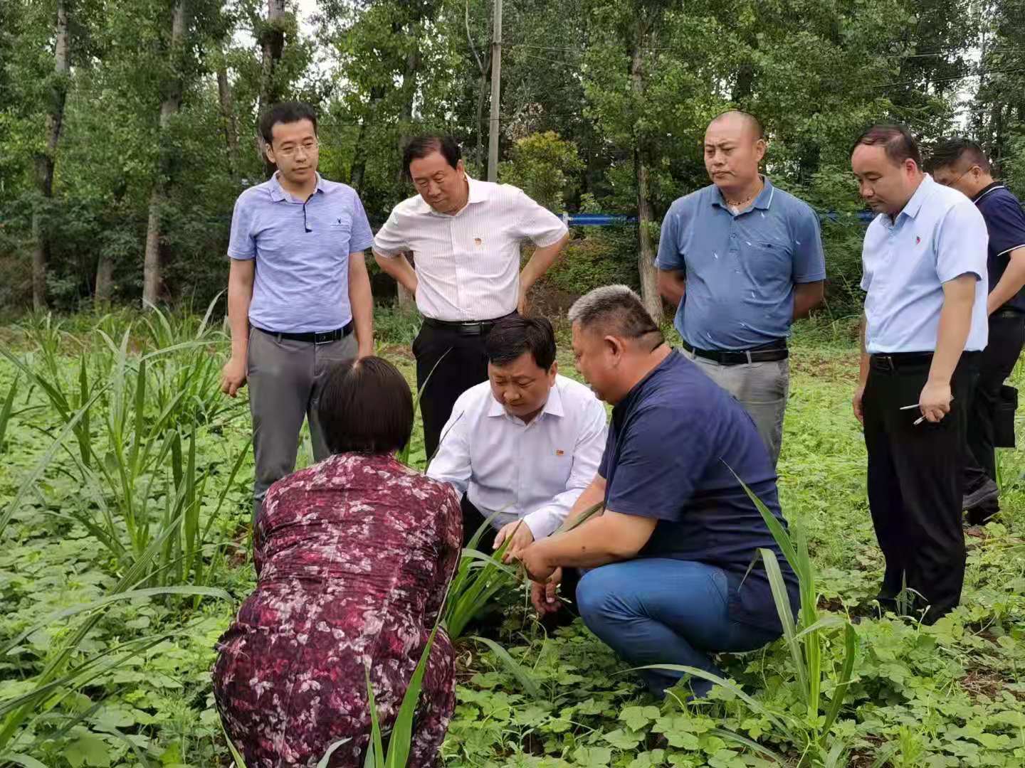 落户河南仅30多天的大邑金牧粮草引起洛宁县政府高度重视