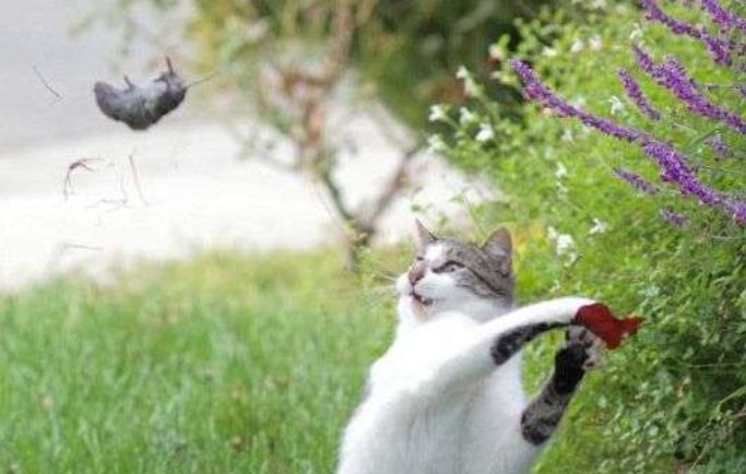 猫咪并不喜欢吃老鼠，捕鼠也只是因为三点原因，却总被人误解！