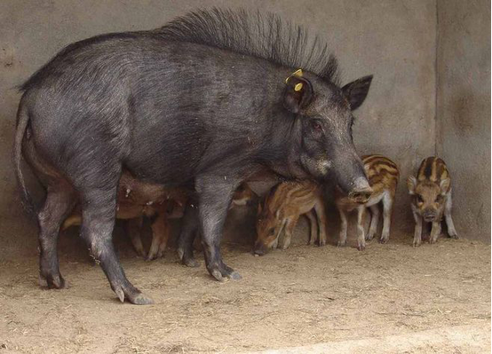“杀猪令”来袭！全国6个省市开放野猪捕猎，杀死的野猪肉能吃吗