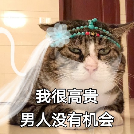 猫咪表情包：对不起，我是保安