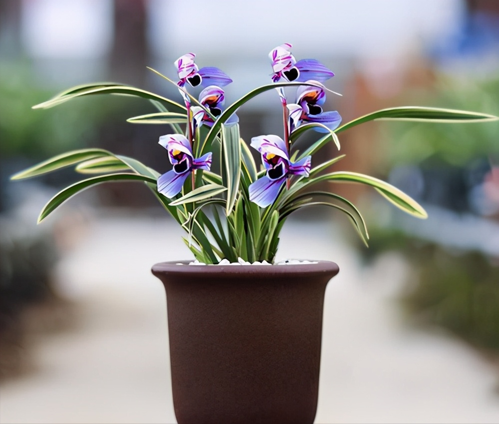 紫兰花的图片（观赏高贵具有别样气质的顶级兰花）