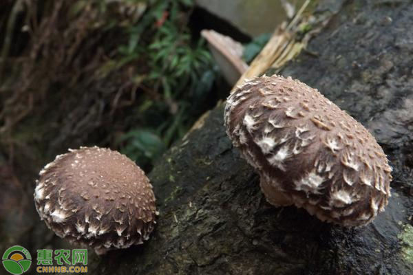 花菇的价格,花菇价格多少钱一斤