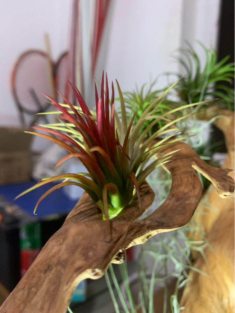 家里养盆空气凤梨,没想到有这么多好处,太实用了