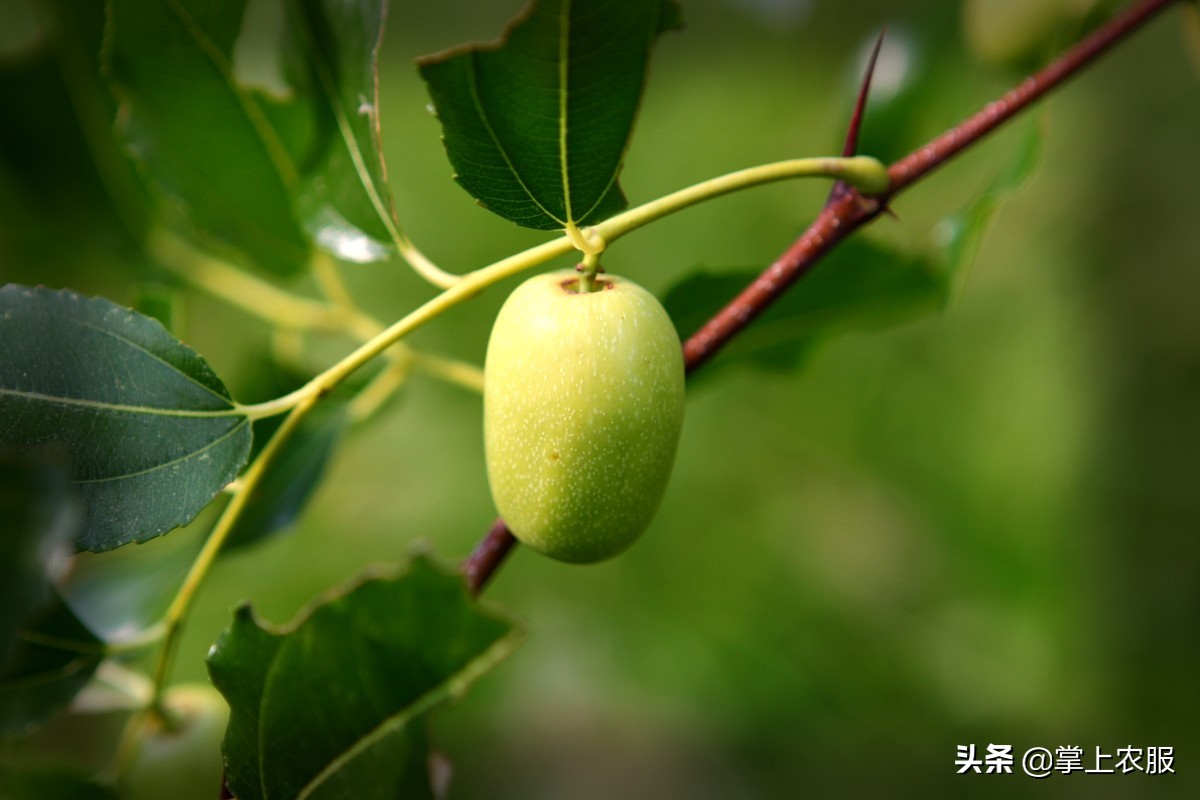 这种长得像苹果的枣，其实是青枣