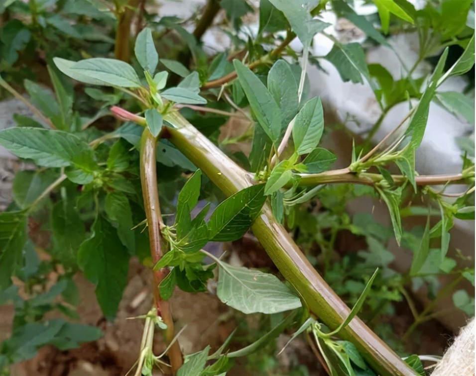 野莧菜的圖片(1分鐘帶你瞭解野莧菜的真實樣子)