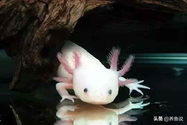六角恐龙怎么养？它们是不怕冷的水族生物，也是一个两栖“奇葩”