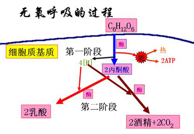 阶段,和有氧呼吸的相同;②过程:①场所:始终在细胞质基质2,无氧呼吸