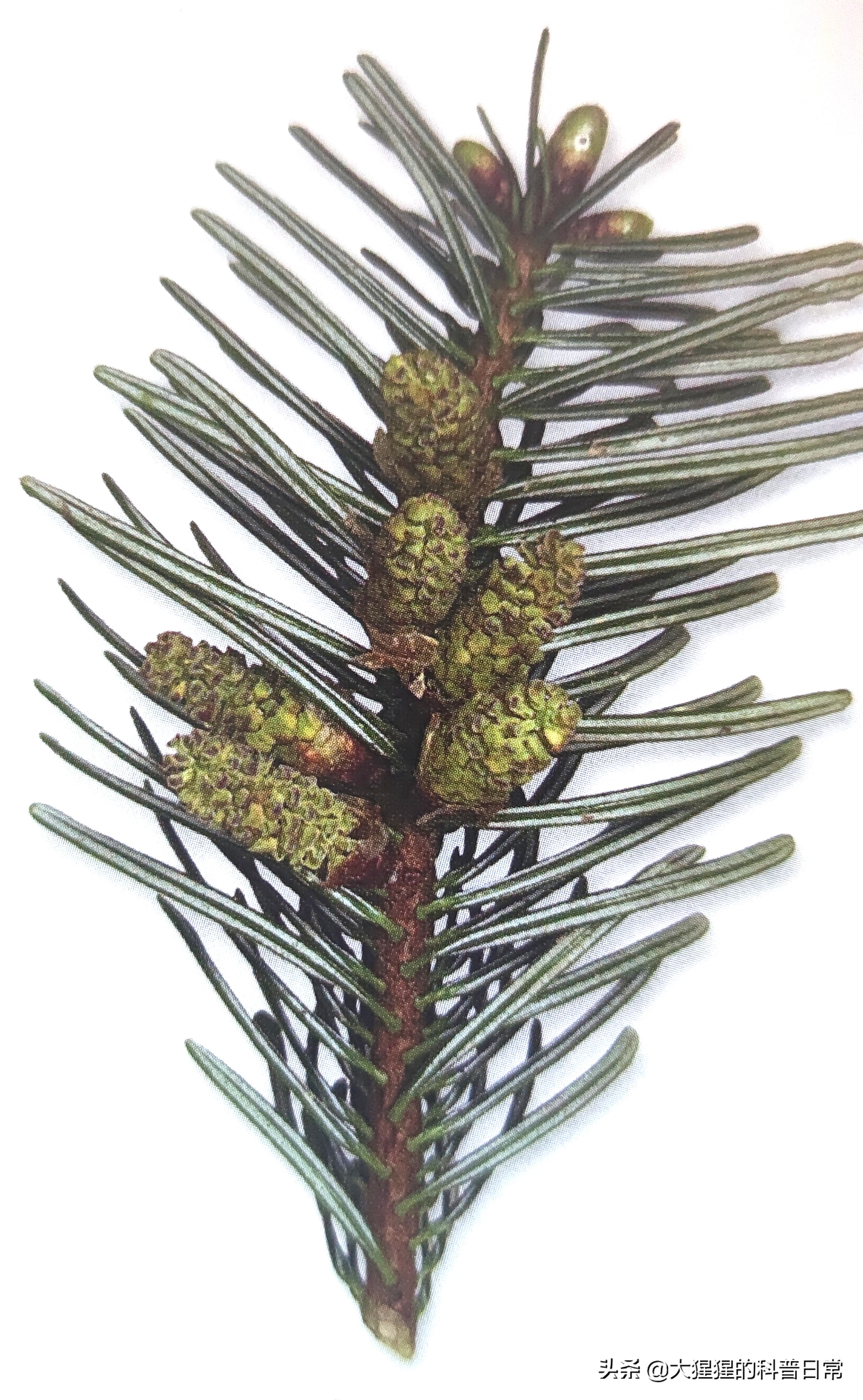 植物——松柏类(一)