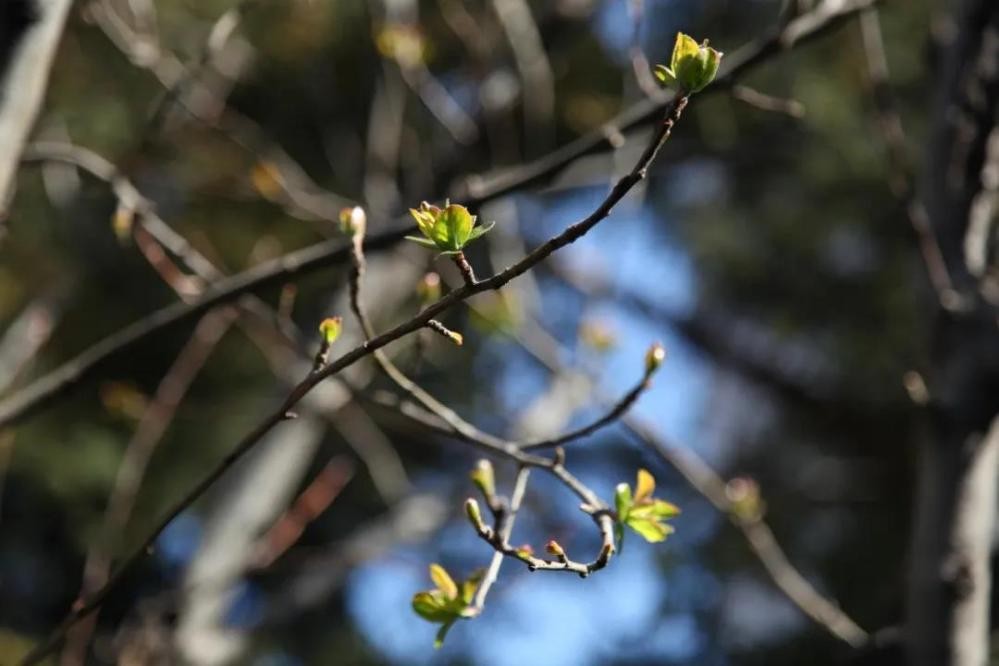 神仙颜值！北京语言大学“最美校花”高清大图来袭，总有一款你喜欢！
