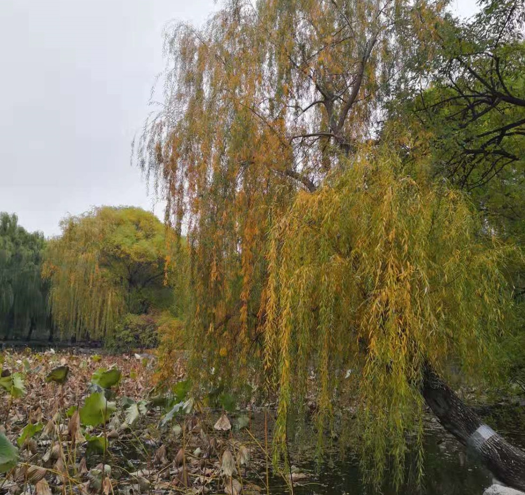 会计专硕考试科目（2021考研择专业）