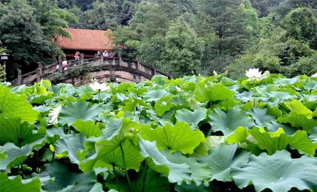 盈盈芙蕖水中开，菡萏尽放，千娇百媚~与君共赏这一池荷香