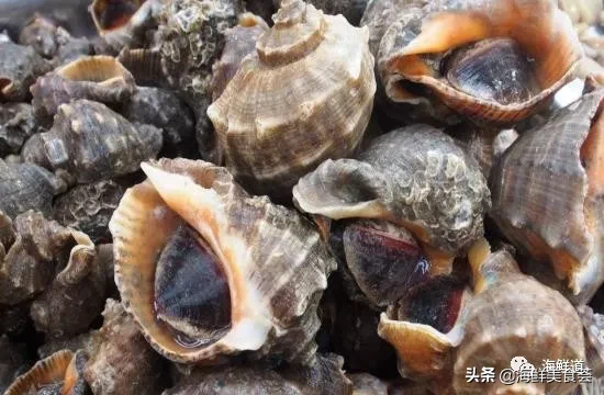 市场常见的102种海鲜，肉质鲜美，营养丰富，你们吃过几种？