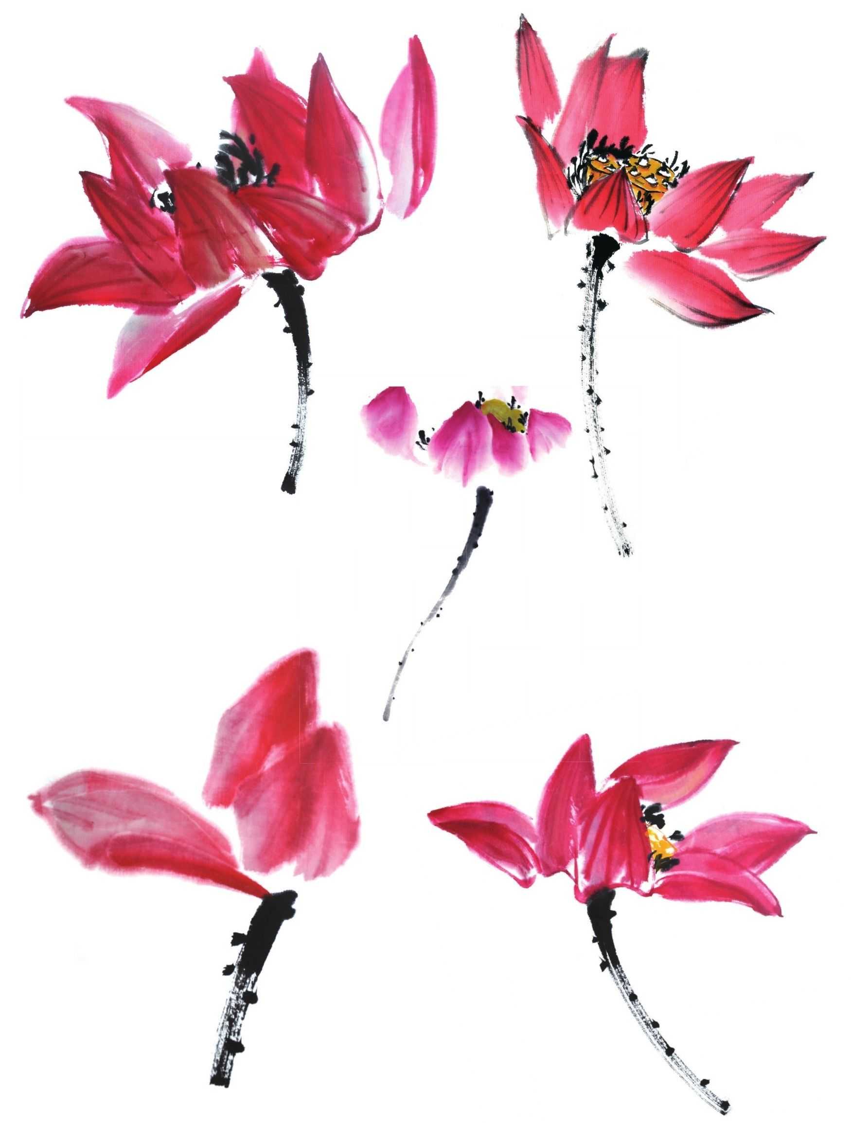 画荷花最简单的画法(简单画荷花的方法)-我的快乐小窝