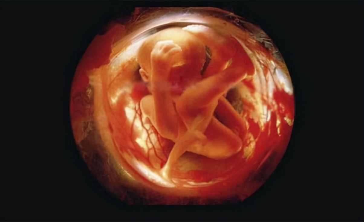 人类胚胎发育:从精子到发育完全全过程摄影