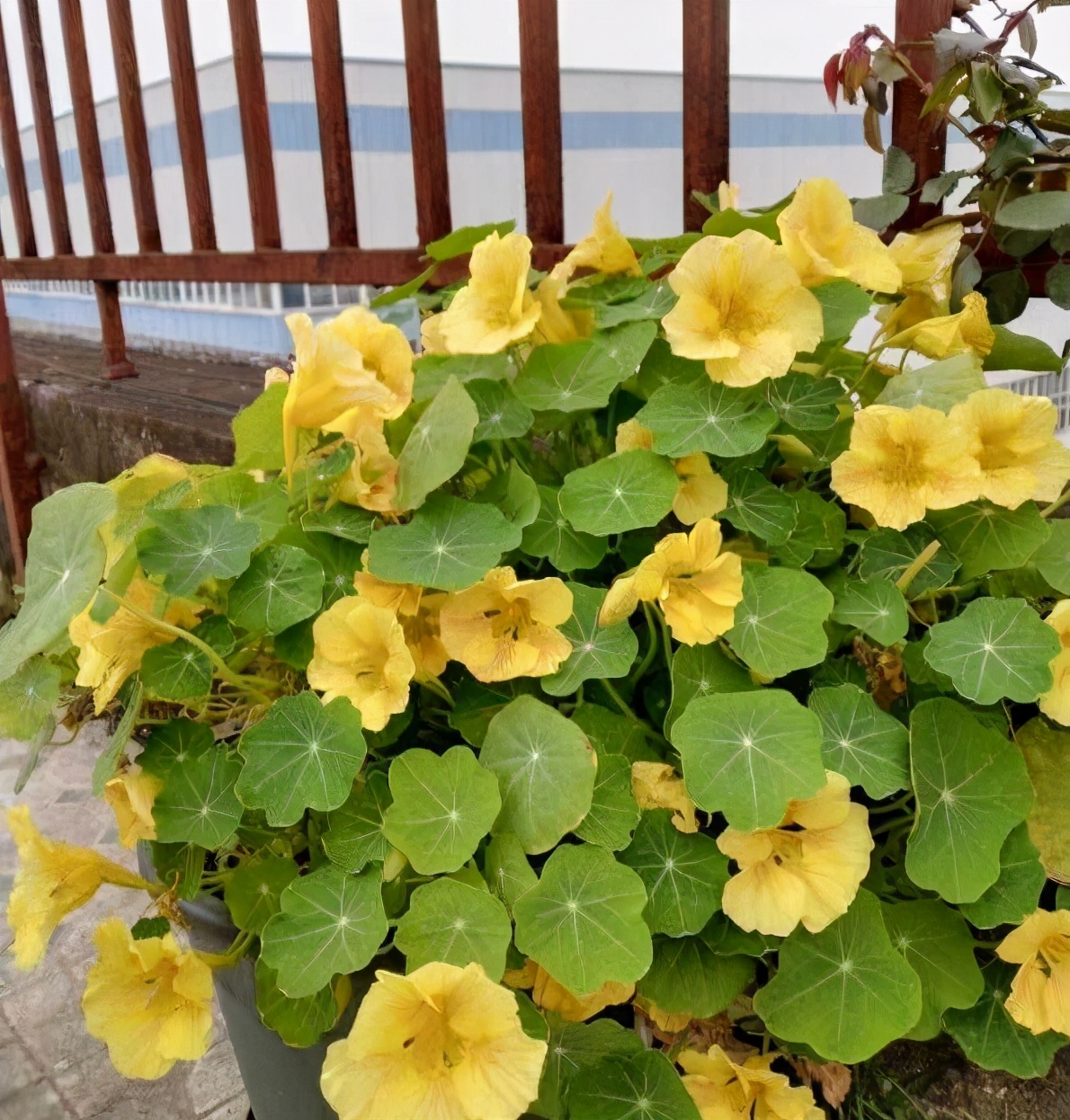 旱荷花多久浇水一次(旱荷花什么时候打顶)插图(5)