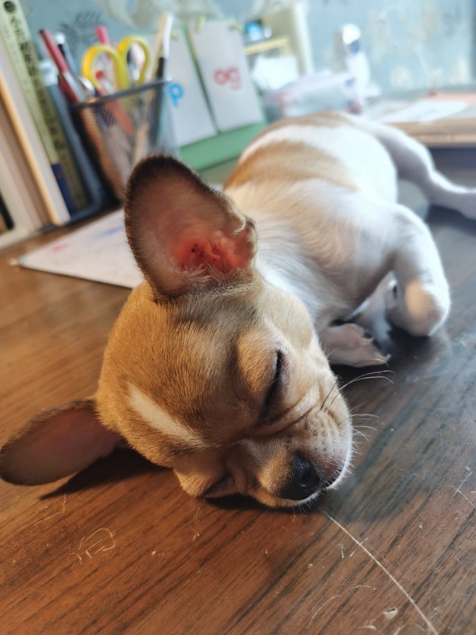 吉娃娃—微型犬中的小天使