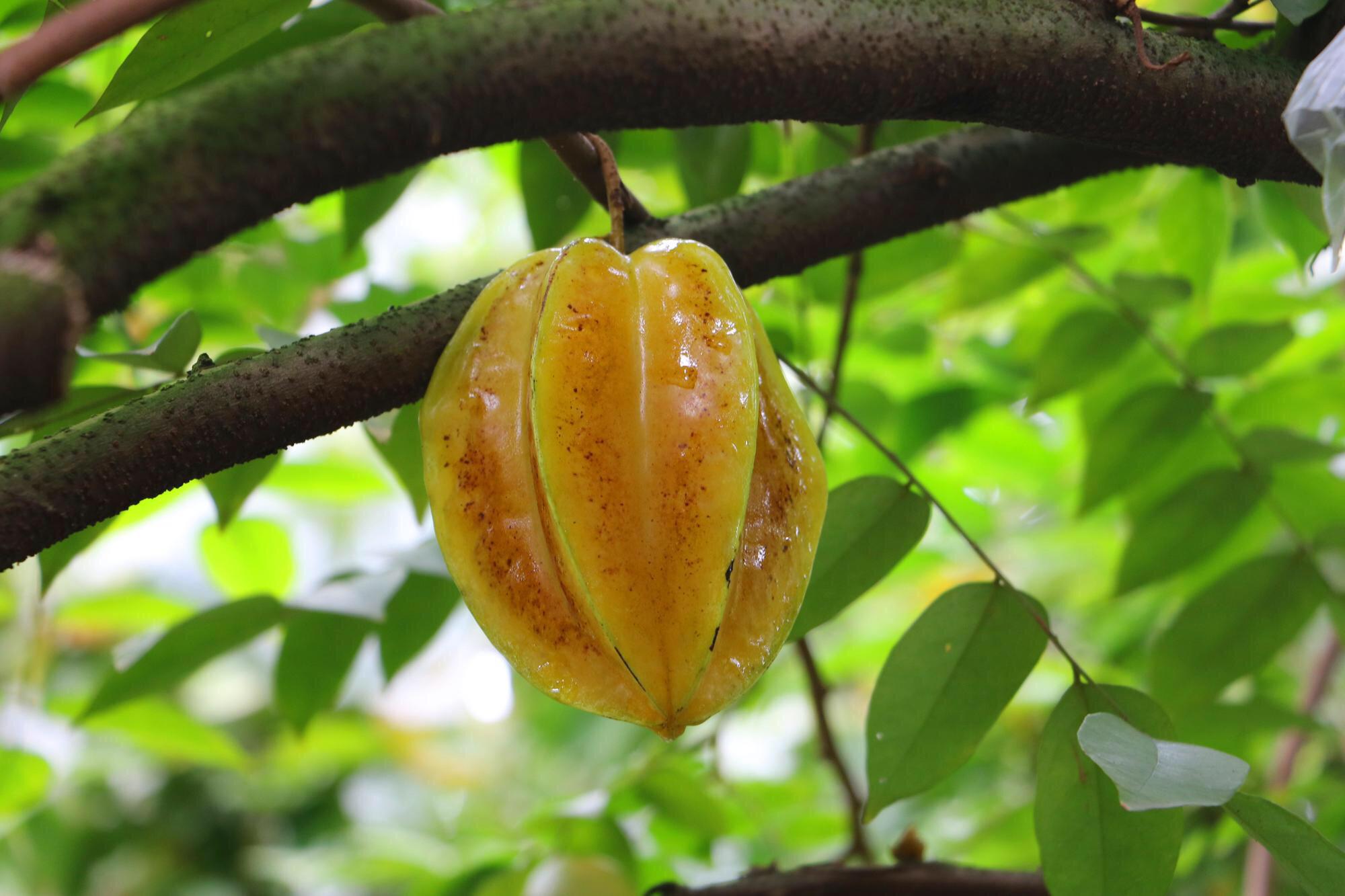 每日风物:下河杨桃,会变成星星的水果