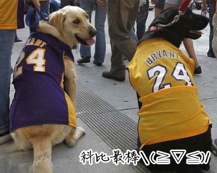 “无攻击性”的7种狗狗，你猜科比养的是哪一种？