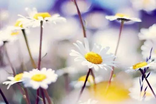 11首现代诗歌，静静的去聆听吧