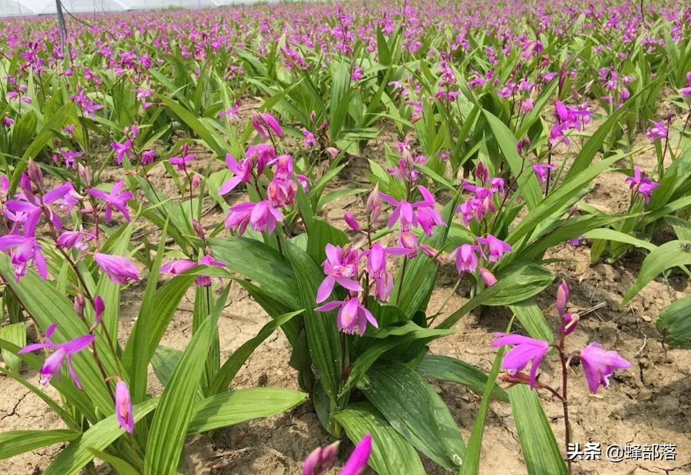 农村种植药材（农村药材种植项目选择推荐）