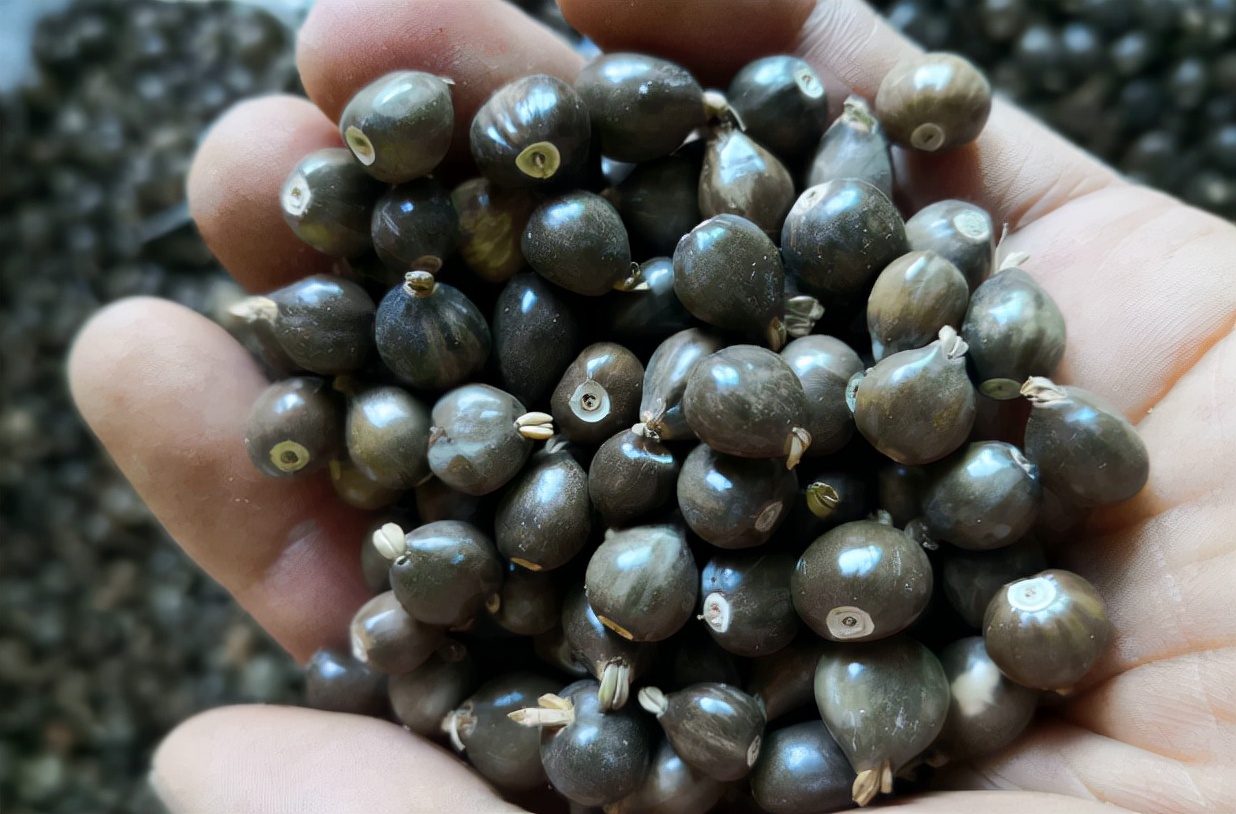 现在的价值可不低